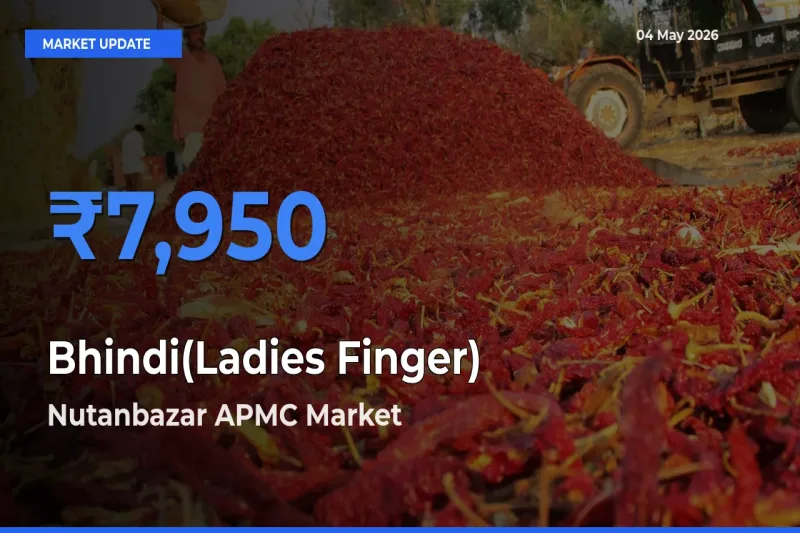 Market Watch: Nutanbazar APMC Becomes Top Mandi for Bhindi(Ladies Finger)