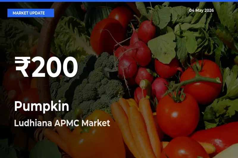 Farmers Concerned as Pumpkin Hits 30-Day Low in Ludhiana APMC