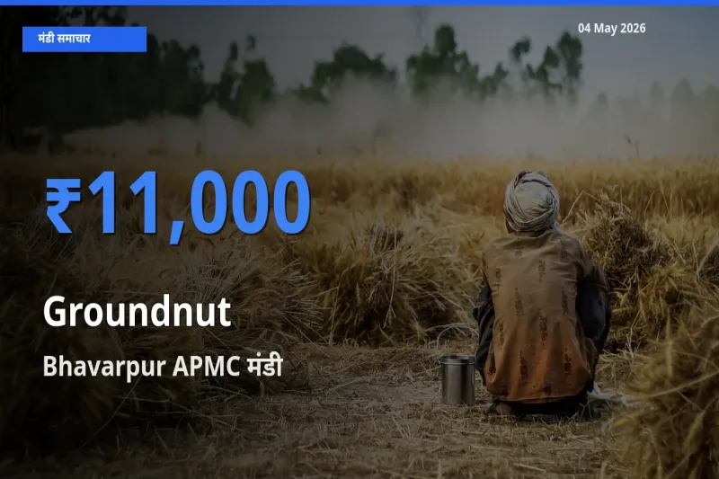 Bhavarpur APMC मंडी में मूंगफली ₹11,000 पर पहुँचा – आज का सर्वोच्च भाव