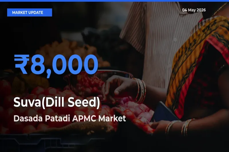 Dasada Patadi APMC Offers ₹8,000 – Highest Suva(Dill Seed) Rate Today