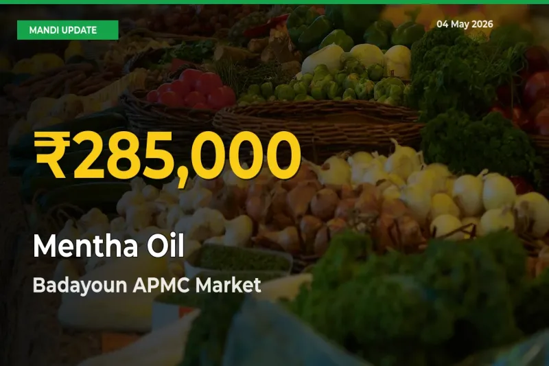 Mentha Oil Hits Fresh High in Badayoun APMC Today