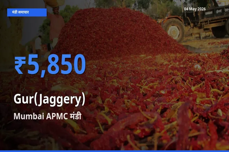 Mumbai APMC में गुड़ का आज सबसे ऊँचा भाव
