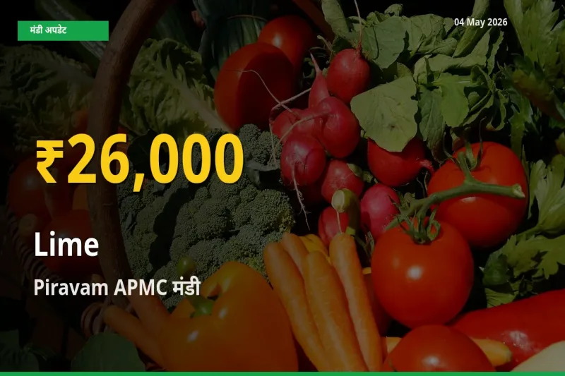 30 दिनों में सबसे ऊँचे स्तर पर नींबू के दाम, Piravam APMC में उछाल