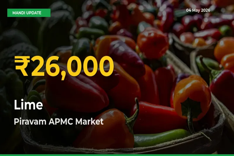 Why Lime Prices Are Climbing in Piravam APMC – Today’s New High Explained
