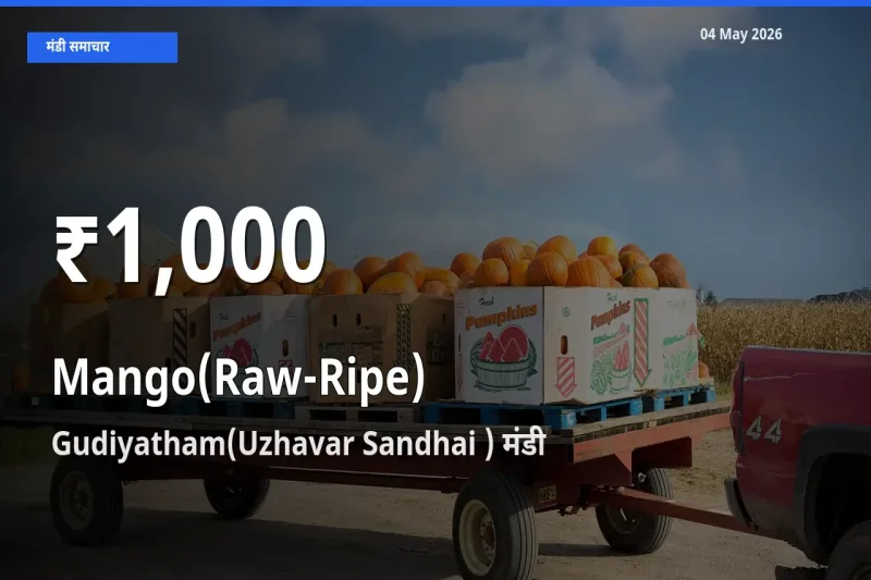 किसानों के लिए चिंता का विषय? आम (कच्चा-पका) के दाम Gudiyatham(Uzhavar Sandhai ) में 30 दिन के न्यूनतम स्तर पर