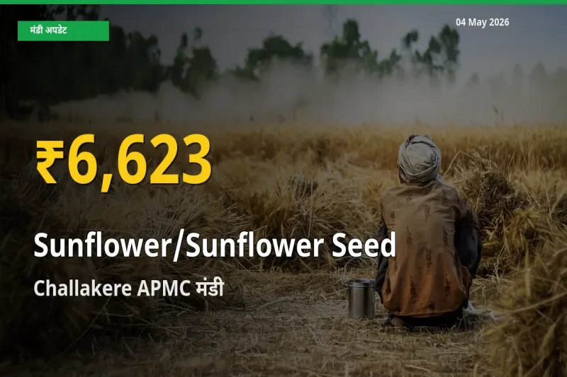 सूरजमुखी के बीज के भावों में जबरदस्त उछाल, Challakere APMC में नया उच्च स्तर