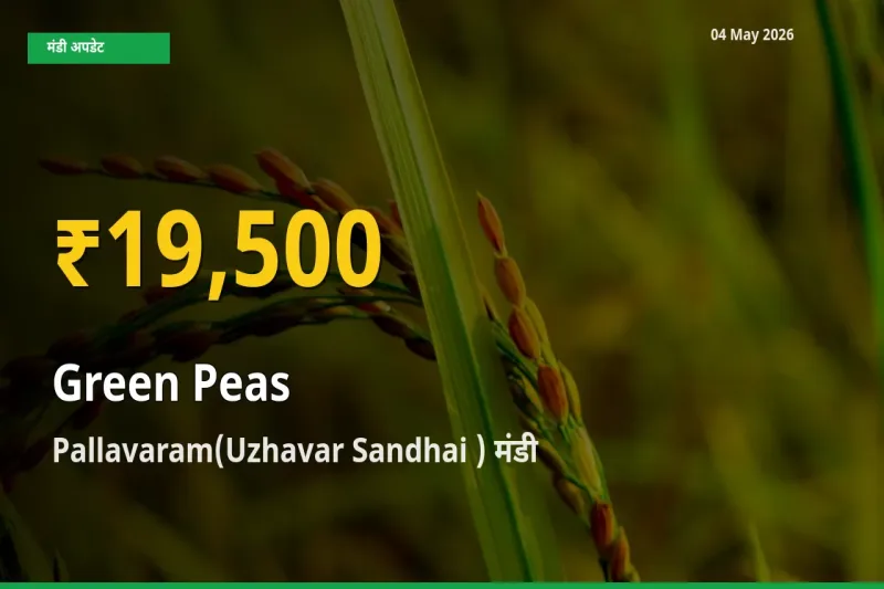 हरा मटर के भावों में जबरदस्त उछाल, Pallavaram(Uzhavar Sandhai ) में नया उच्च स्तर
