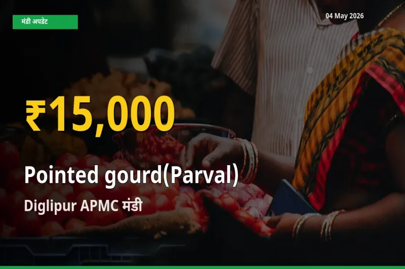 Diglipur APMC में परवल ₹15,000 पर पहुँचा – अब तक का उच्चतम भाव