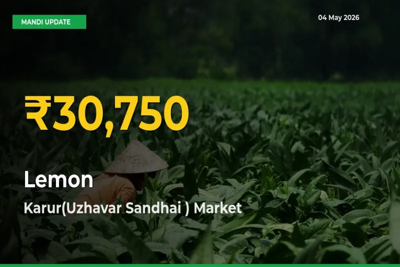 Big Jump in Lemon Prices! Karur(Uzhavar Sandhai ) Records New Peak Today