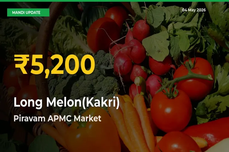 Why Long Melon(Kakri) Prices Are Climbing in Piravam APMC – Today’s New High Explained
