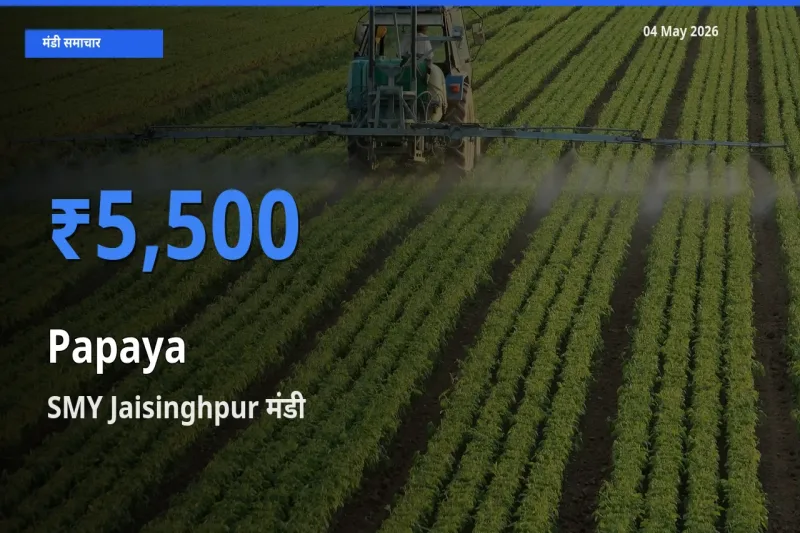 SMY Jaisinghpur मंडी में पपीता ₹5,500 पर पहुँचा – आज का सर्वोच्च भाव
