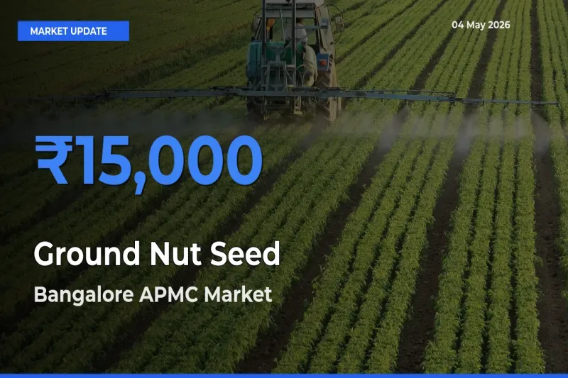 Bangalore APMC Tops Ground Nut Seed Mandi Rates Today