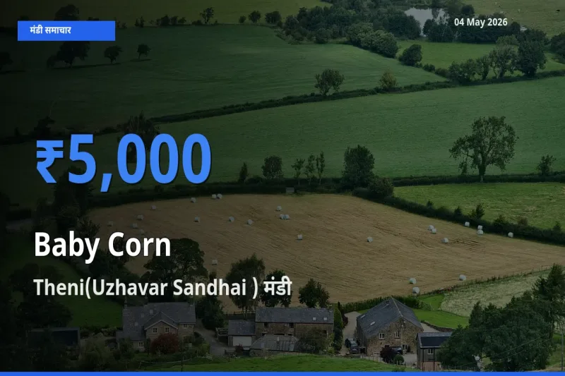 किसानों की पसंद बना Theni(Uzhavar Sandhai ), बेबी कॉर्न के सबसे अच्छे दाम