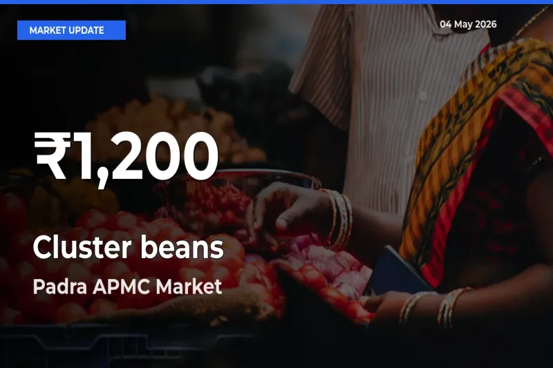 Why Cluster beans Prices Slumped in Padra APMC – 30-Day Low Today