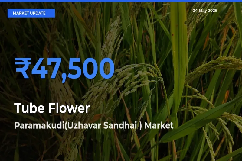 Paramakudi(Uzhavar Sandhai ) Emerges as Top Mandi for Tube Flower Prices Today