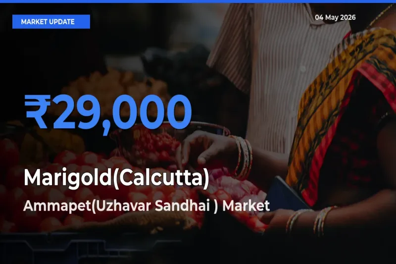 Ammapet(Uzhavar Sandhai ) Emerges as Top Mandi for Marigold(Calcutta) Prices Today
