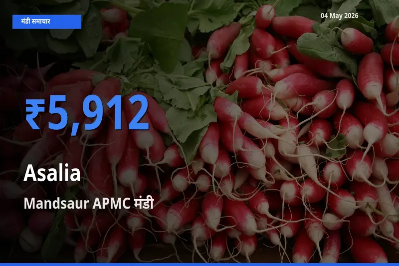 आज असालिया (चंसुर बीज) के सबसे ज़्यादा दाम Mandsaur APMC मंडी में दर्ज