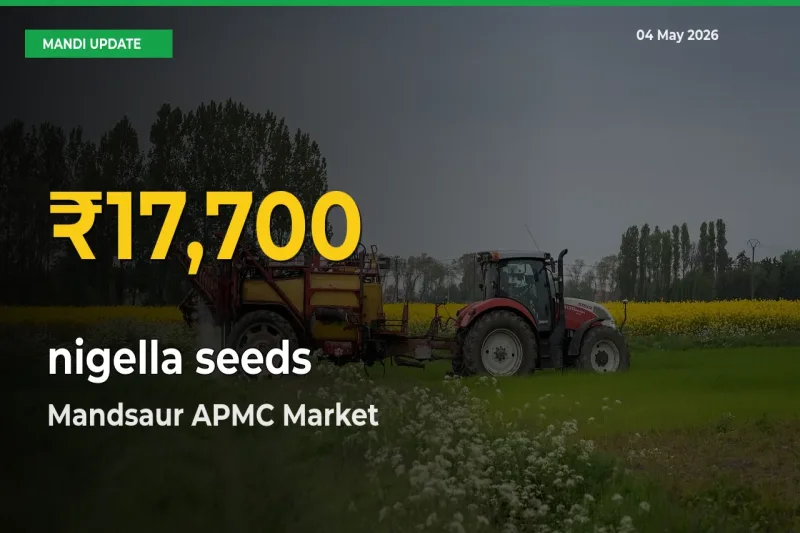 nigella seeds Mandi Rate Surges Today in Mandsaur APMC – Highest Level in 30 Days