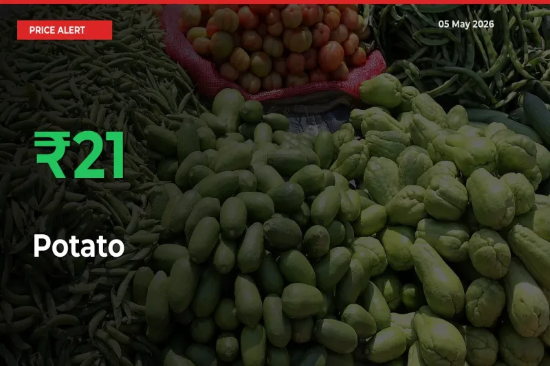 Sharp Jump! Potato Prices Climb 20.79% in 24 Hours at Key Mandis