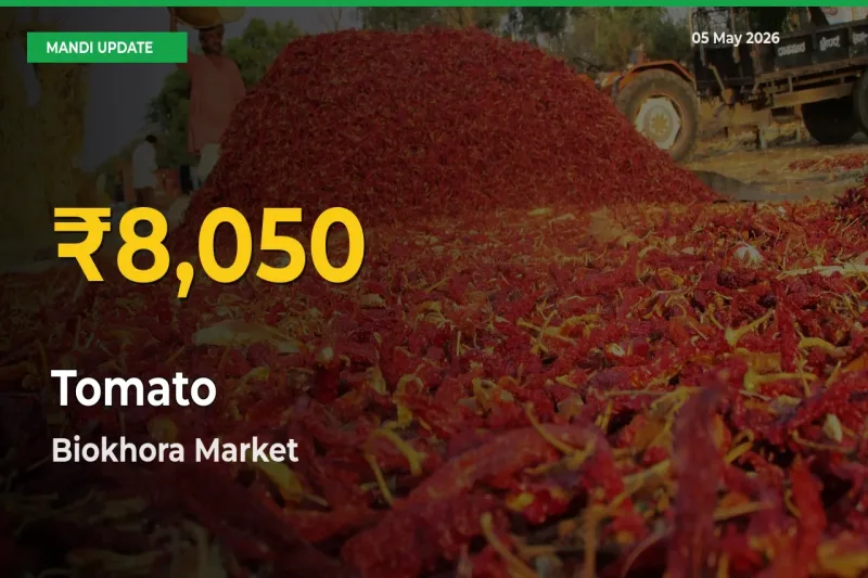 Tomato Price Rally Continues – Biokhora Hits Fresh High Today