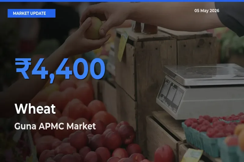 Guna APMC Emerges as Top Mandi for Wheat Prices Today