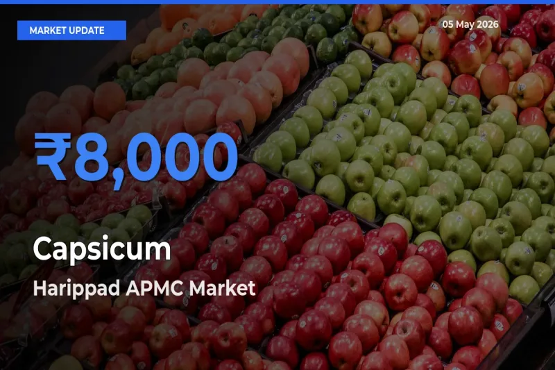 Harippad APMC Records Highest ₹8,000 Rate for Capsicum
