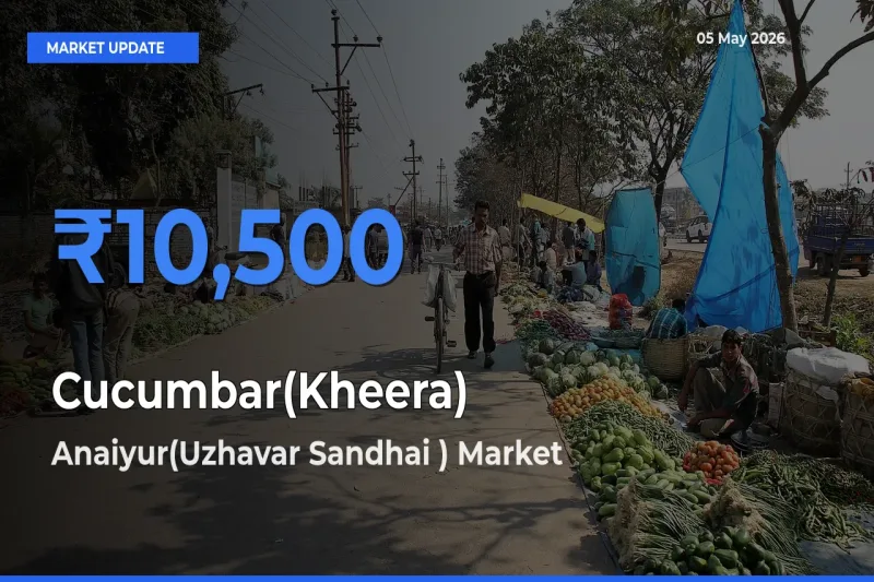Top Performer! Anaiyur(Uzhavar Sandhai ) Offers Best Cucumbar(Kheera) Price Today