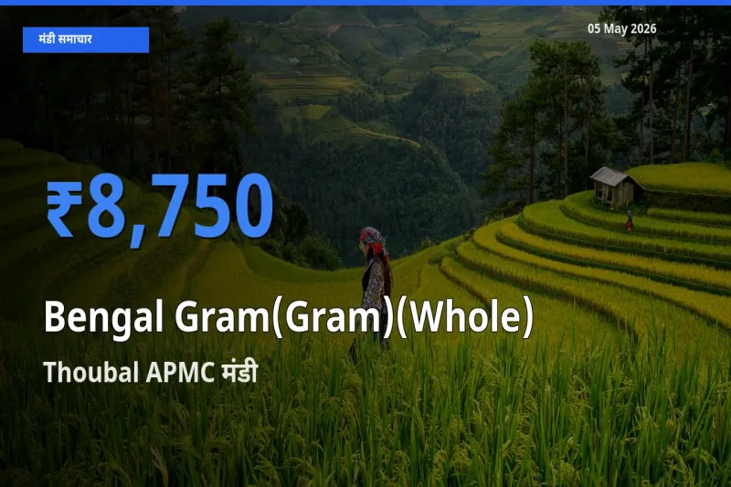 Thoubal APMC में चना (साबुत) का आज सबसे ऊँचा भाव