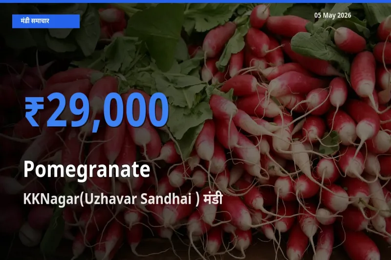 टॉप मंडी बना KKNagar(Uzhavar Sandhai )! अनार के सबसे ऊँचे दाम यहीं दर्ज