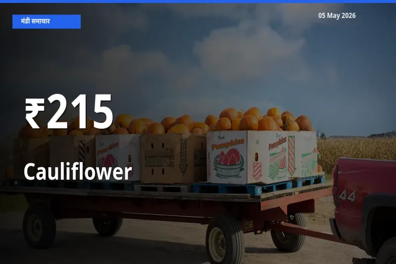 215+ मंडियों में फूलगोभी के दामों का एक जैसा ट्रेंड