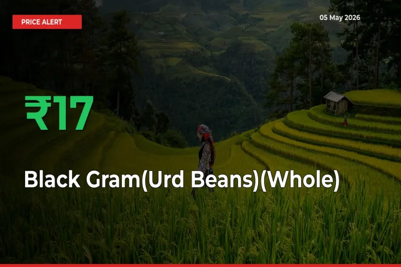 Black Gram(Urd Beans)(Whole) Mandi Rate Today: Prices Jump 17.36% at Market