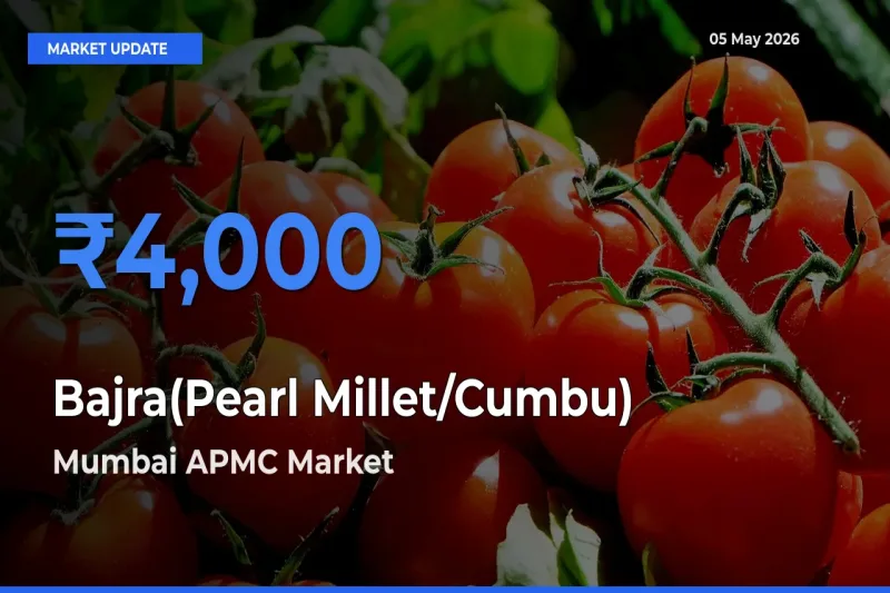 Top Performer! Mumbai APMC Offers Best Bajra(Pearl Millet/Cumbu) Price Today