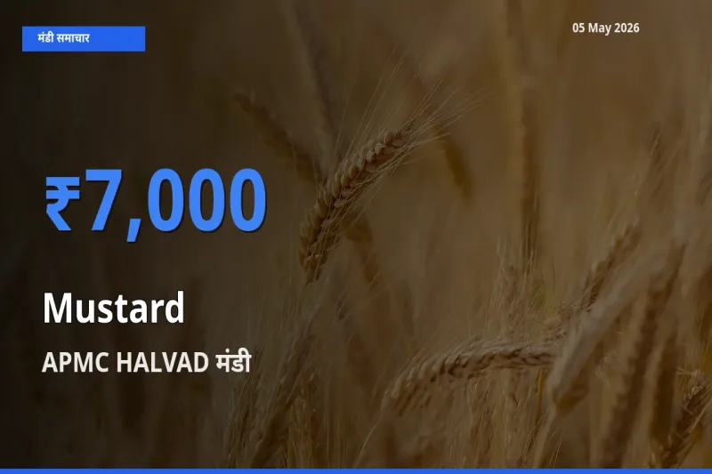 टॉप मंडी बना APMC HALVAD! सरसों के सबसे ऊँचे दाम यहीं दर्ज