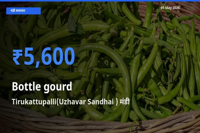 05 May अपडेट: लौकी के सबसे ऊँचे दाम Tirukattupalli(Uzhavar Sandhai ) मंडी में