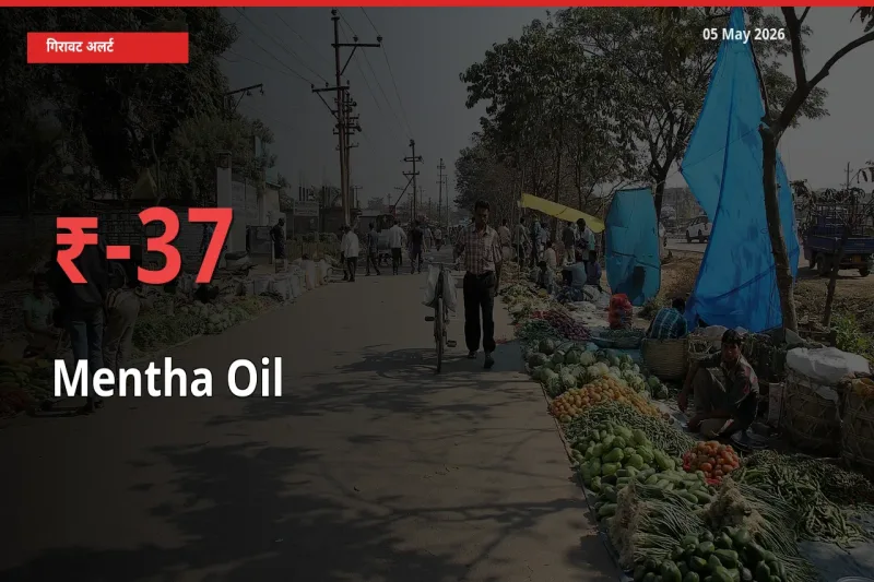 किसानों की चिंता बढ़ी! स्थानीय मंडी में मेंथा ऑयल 36.64% गिरा