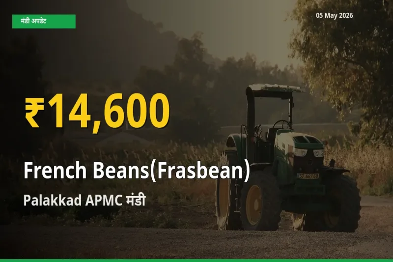 रिकॉर्ड तेज़ी! Palakkad APMC में फ़्रेंच बीन्स (फ़्रासबीन) ₹14,600 पर पहुँचा