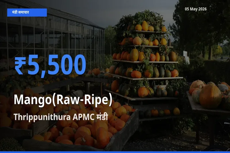 आज आम (कच्चा-पका) के सबसे ऊँचे दाम ₹5,500 Thrippunithura APMC मंडी में