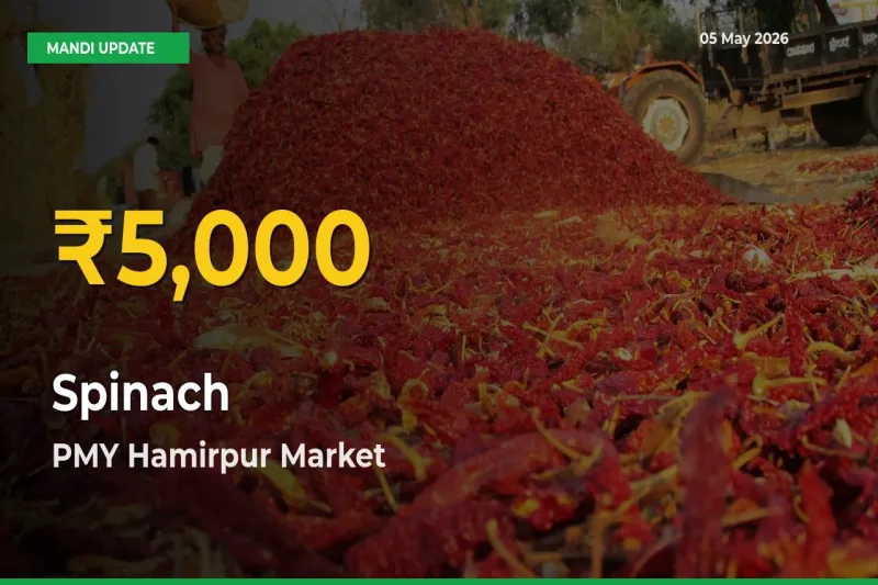Spinach Price Rally Continues – PMY Hamirpur Hits Fresh High Today