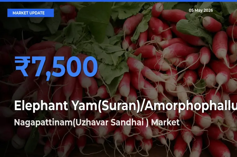 Market Watch: Nagapattinam(Uzhavar Sandhai ) Becomes Top Mandi for Elephant Yam(Suran)/Amorphophallus