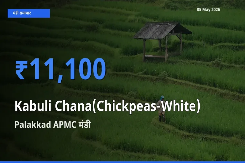 Palakkad APMC मंडी में आज काबुली चना के सबसे ऊँचे दाम दर्ज