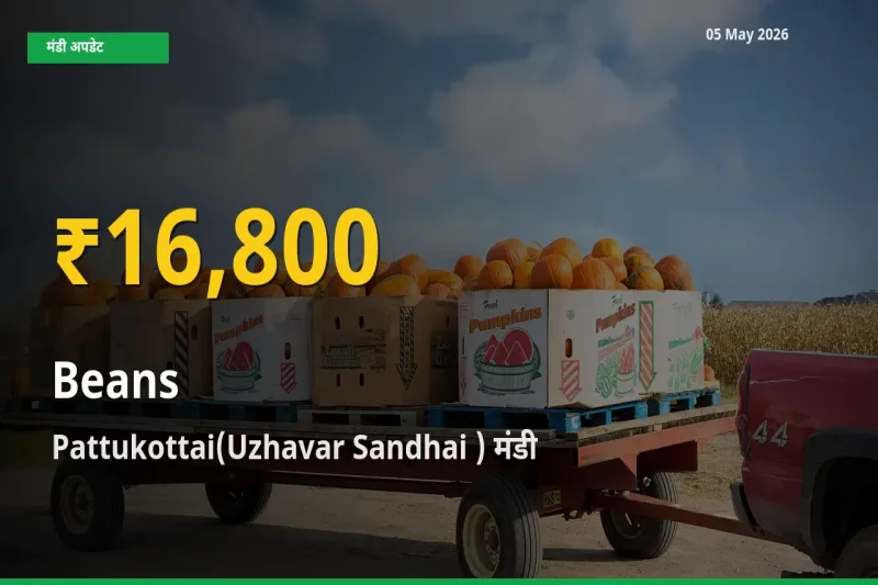 फलियाँ (सेम) के दामों ने बनाया नया रिकॉर्ड, Pattukottai(Uzhavar Sandhai ) में तेज़ी