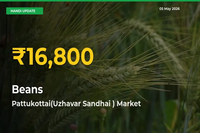 Beans Prices Soar to Record High in Pattukottai(Uzhavar Sandhai ) – Farmers Alert Today