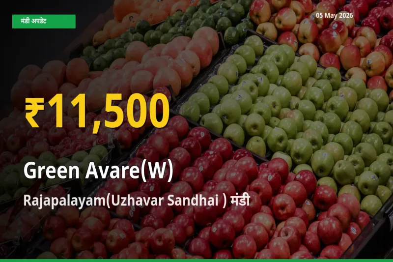 आज का मंडी भाव: Rajapalayam(Uzhavar Sandhai ) में हरी सेम सबसे ऊँचे स्तर पर