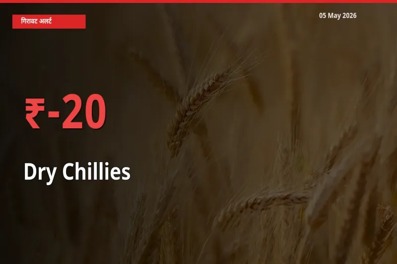 स्थानीय मंडी में सूखी लाल मिर्च के दाम अचानक 20% गिरे, किसानों की चिंता बढ़ी