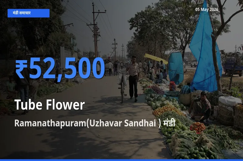 Ramanathapuram(Uzhavar Sandhai ) मंडी में रजनीगंधा ₹52,500 पर पहुँचा – आज का सर्वोच्च भाव