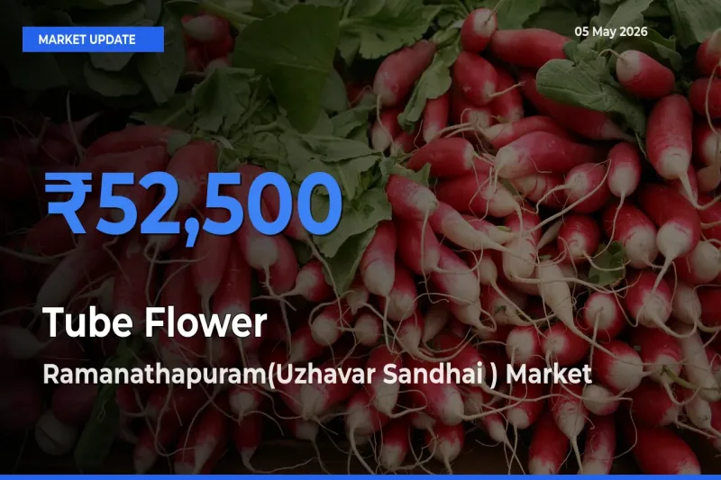 Ramanathapuram(Uzhavar Sandhai ) Offers ₹52,500 – Highest Tube Flower Rate Today