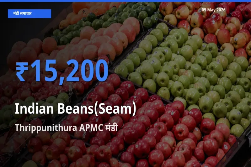 आज सेम (देशी) के सबसे ज़्यादा दाम Thrippunithura APMC मंडी में दर्ज