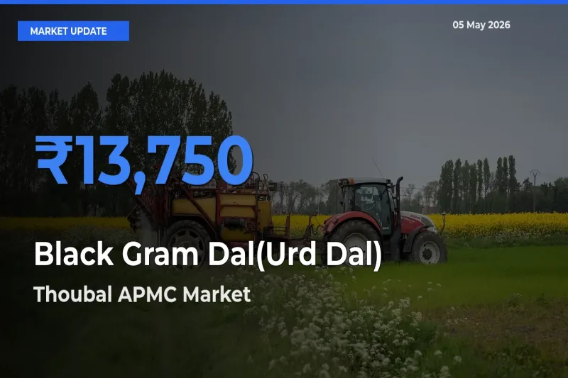 Thoubal APMC Tops Black Gram Dal(Urd Dal) Rates – May 05 Market Update