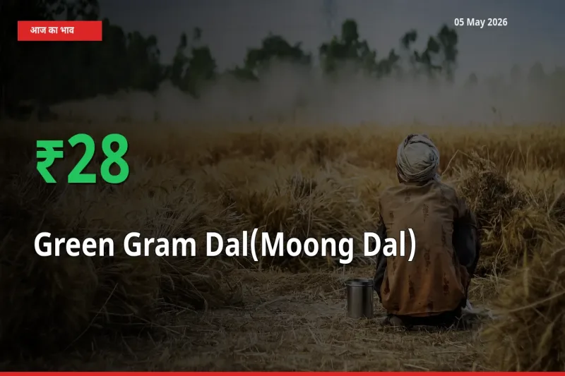 मूंग दाल के दाम प्रमुख मंडी में 27.87% बढ़े, 24 घंटे में बड़ा बदलाव
