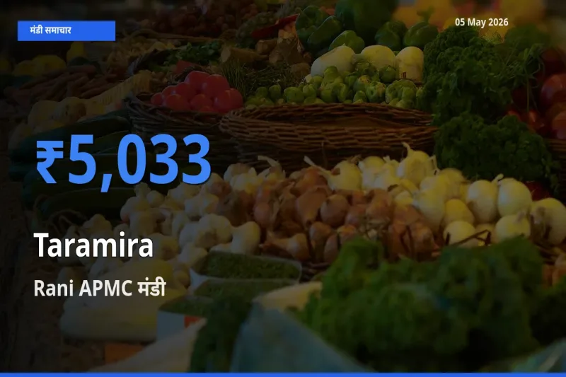 किसानों की पसंद बना Rani APMC, तारामीरा के सबसे अच्छे दाम